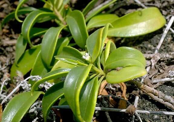 Image of <i>Myoporum sandwicense</i> A. Gray