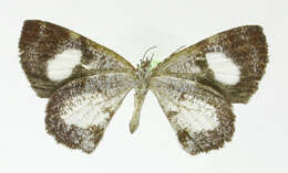 صورة Heterusia prusioides Dognin 1909