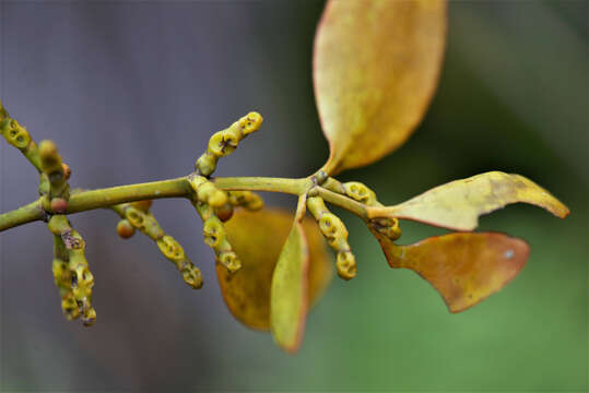 Phoradendron piperoides (Kunth) Trel.的圖片