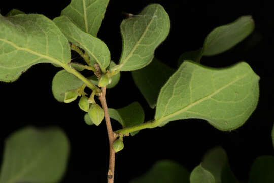 Sivun Diospyros aequoris subsp. tehuantepecensis Provance, I. García & A. C. Sanders kuva