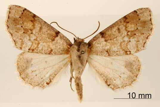 Image of Brachyctenistis serricornis Dognin 1913