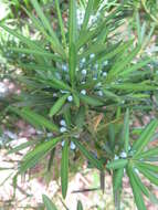 Podocarpus macrophyllus (Thunb.) Sweet resmi