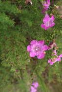 Image of Beach False Foxglove