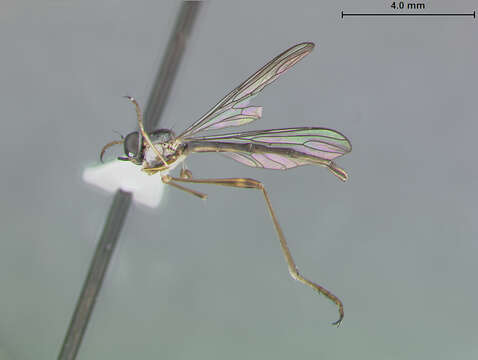 Image of Leptogaster lineatus Scarbrough 1996