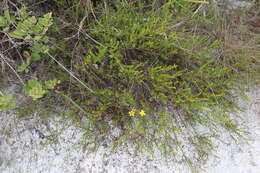 Sivun Hypericum tenuifolium Pursh kuva