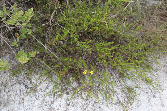 Image of Atlantic St. John's-Wort