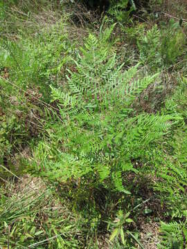 Image of Bracken