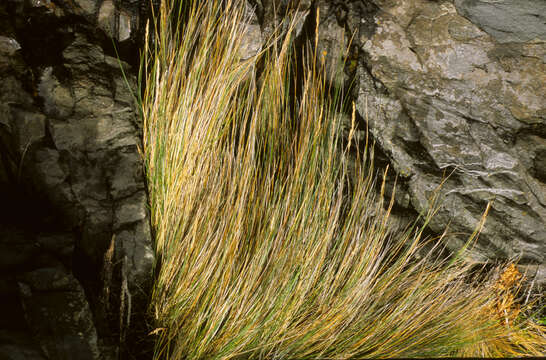 Image of Festuca contracta Kirk