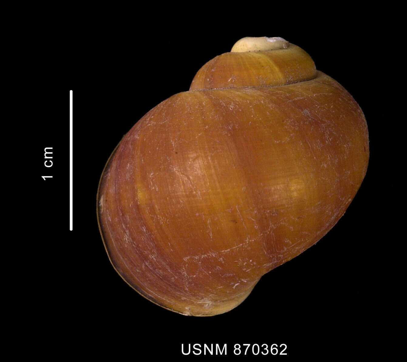 Image of Amauropsis aureolutea (Strebel 1908)