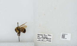 Слика од Bombus affinis Cresson 1864