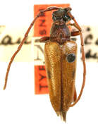 Image of Lepturopsis biforis (Newman 1841)