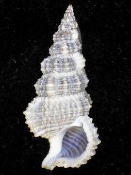 Слика од Cerithium dialeucum Philippi 1849