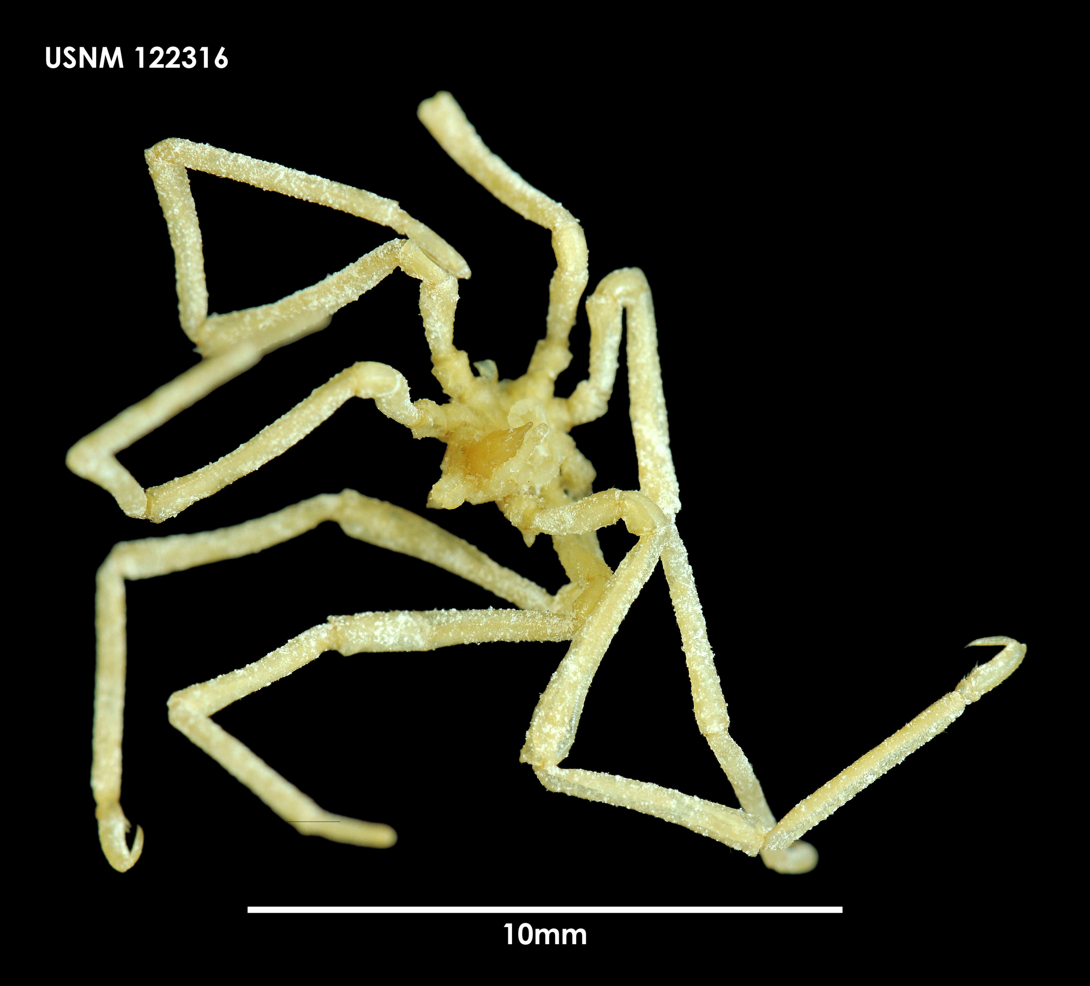 Austroraptus juvenilis Calman 1915的圖片