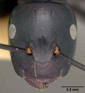 Image of Camponotus vitiensis Mann 1921