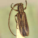 Image of Amphicnaeia lepida Melzer 1933