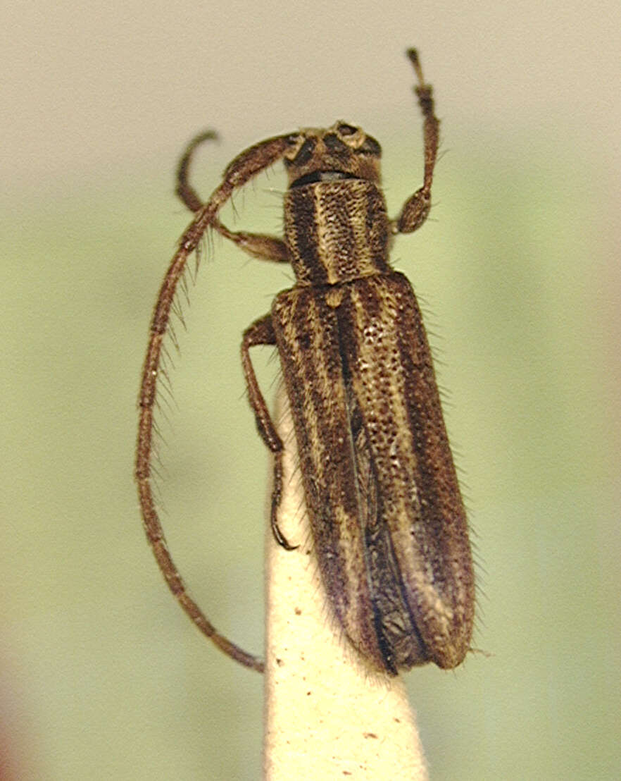 Image of Amphicnaeia lepida Melzer 1933