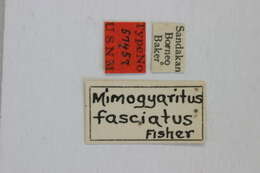 Image of Mimogyaritus fasciatus Fisher 1925