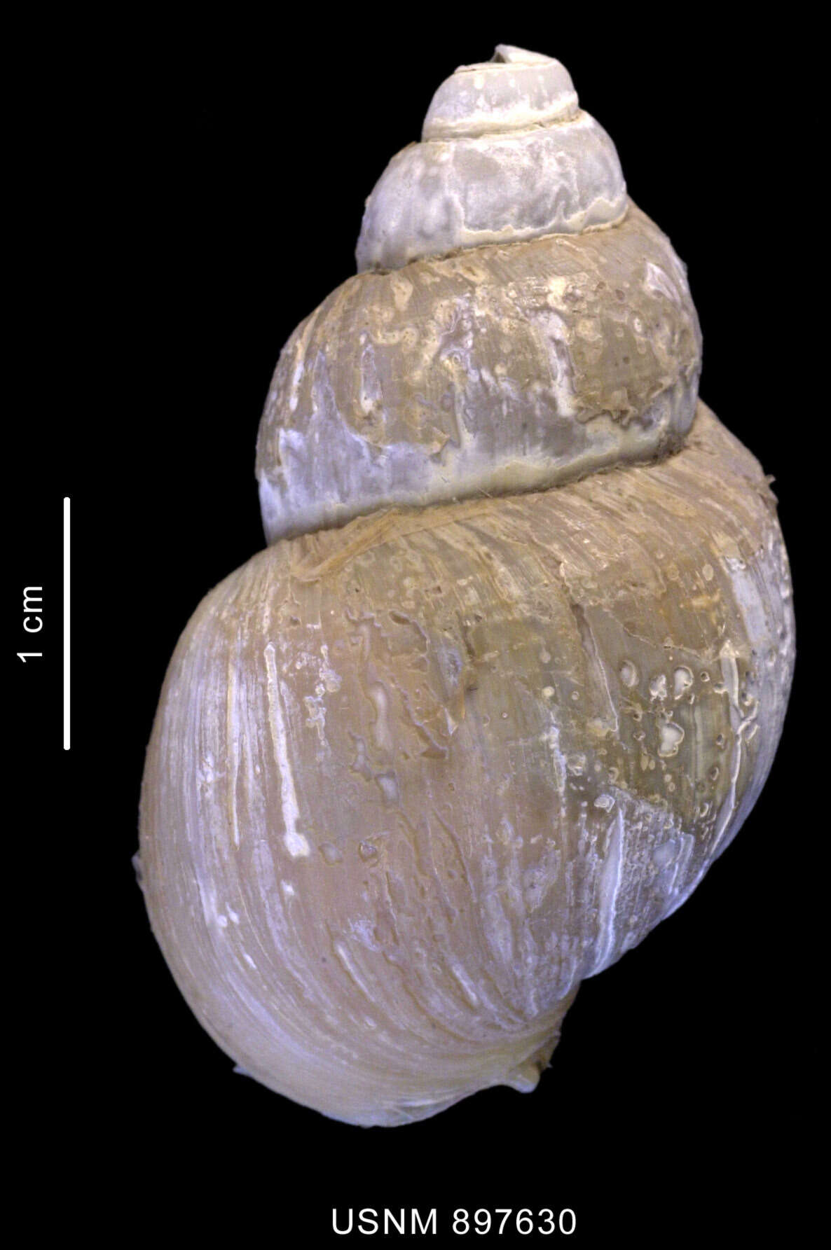 Image of Neobuccinum E. A. Smith 1879