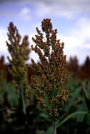 Image of Sorghum Moench