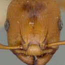 Image of Podomyrma basalis woodfordi Mann 1919