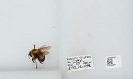 Слика од Bombus affinis Cresson 1864