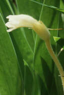 Image of Naked Broom-Rape