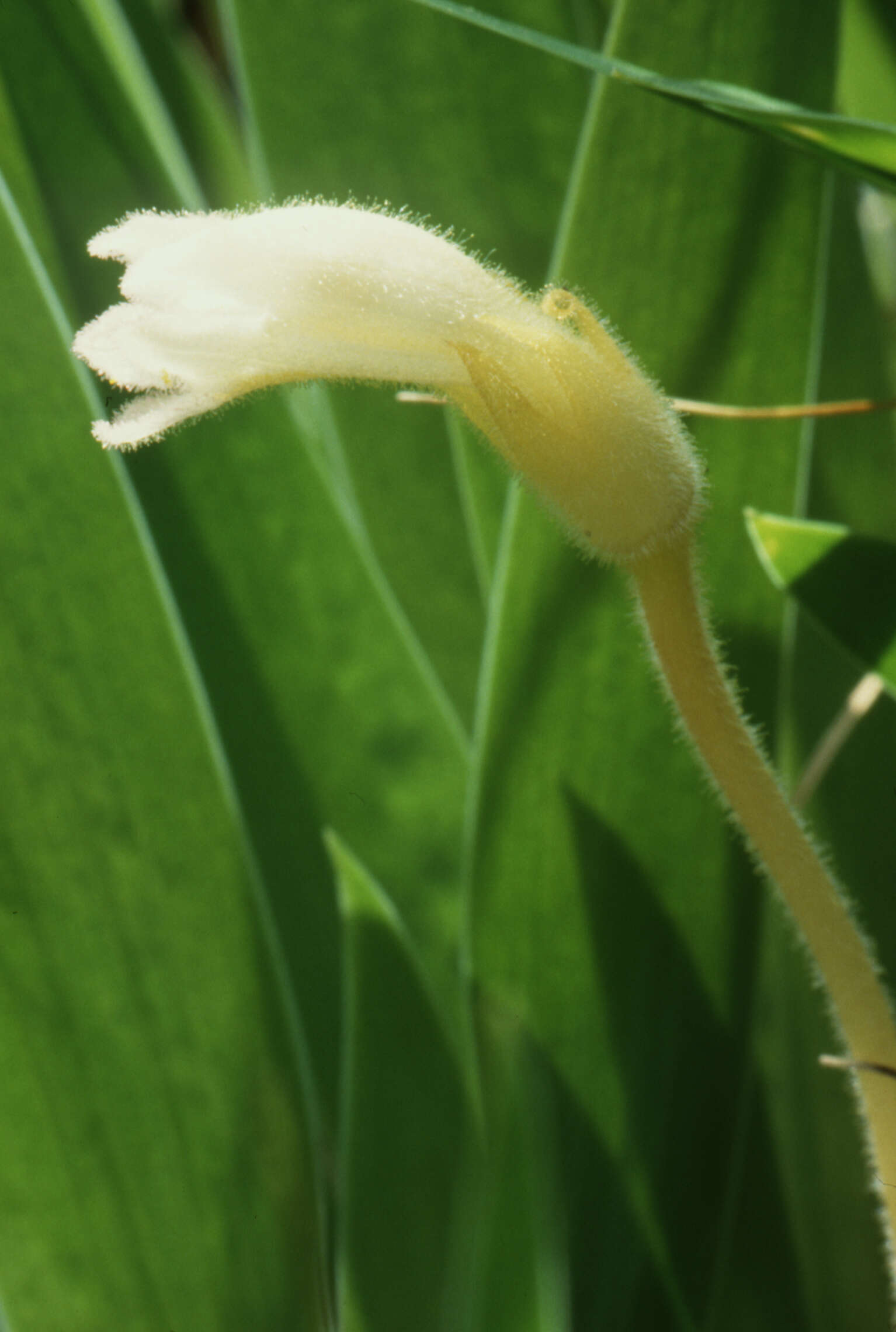 Image of Naked Broom-Rape