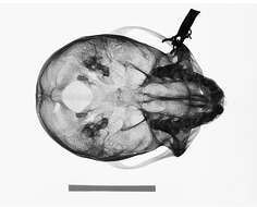 Image of Cercopithecus mitis kolbi Neumann 1902