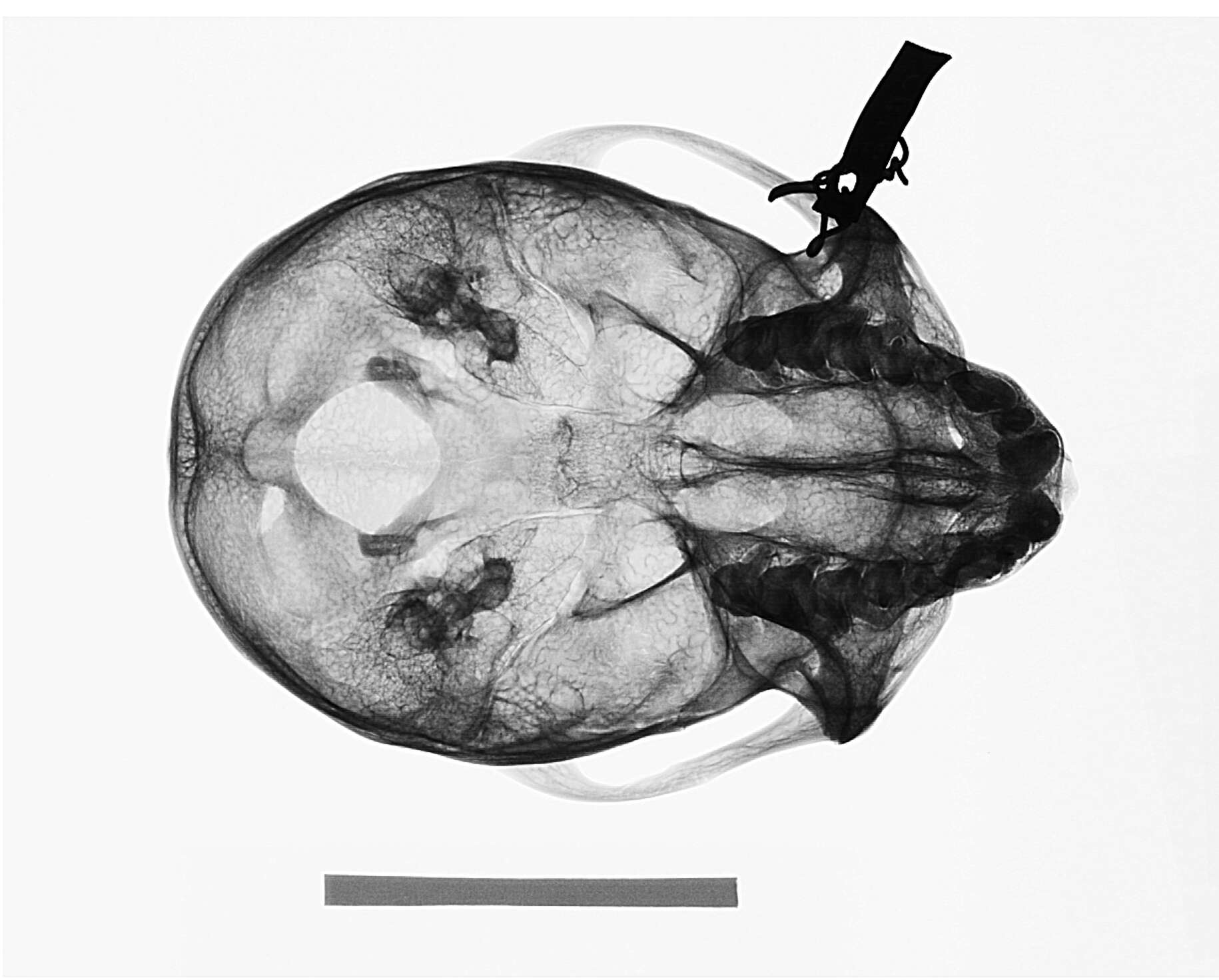 Image of Cercopithecus mitis kolbi Neumann 1902