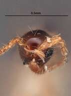 Image of Trichopria pacifica Ashmead 1893