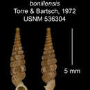 Imagem de Tetrentodon bonillensis C. de la Torre & Bartsch 1972