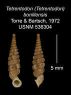 Image of Tetrentodon bonillensis C. de la Torre & Bartsch 1972
