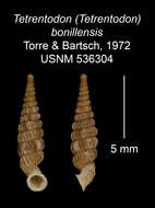 Imagem de Tetrentodon bonillensis C. de la Torre & Bartsch 1972