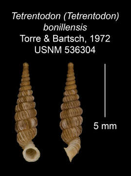 Imagem de Tetrentodon bonillensis C. de la Torre & Bartsch 1972