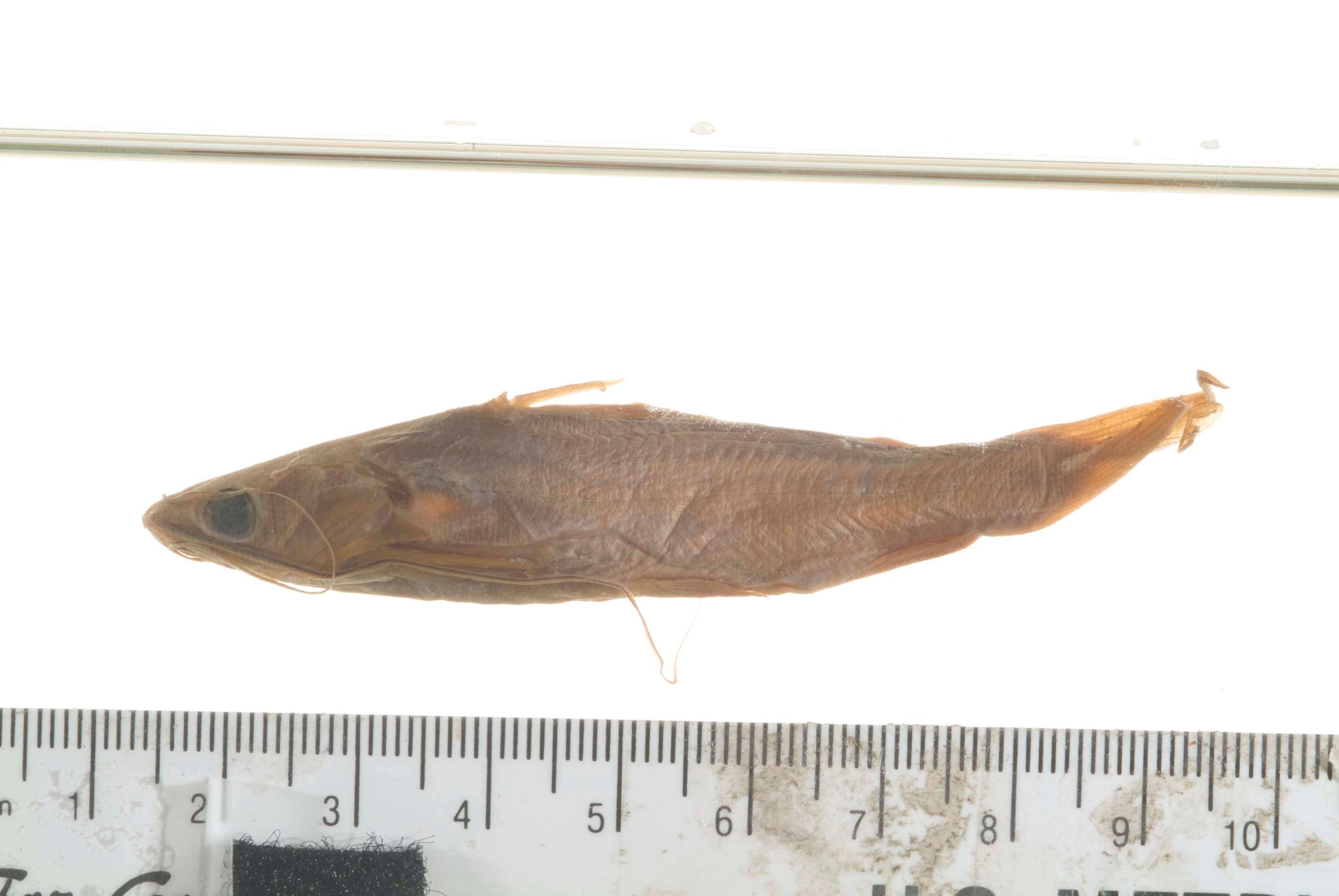 Image of Striped catfish