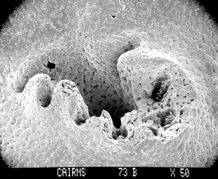 Image of Stylaster robustus (Cairns 1983)