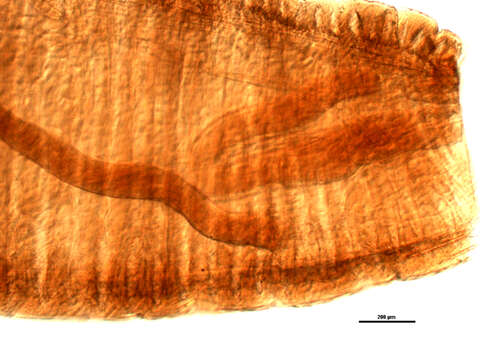 Image of Mediorhynchus robustus Van Cleave 1916