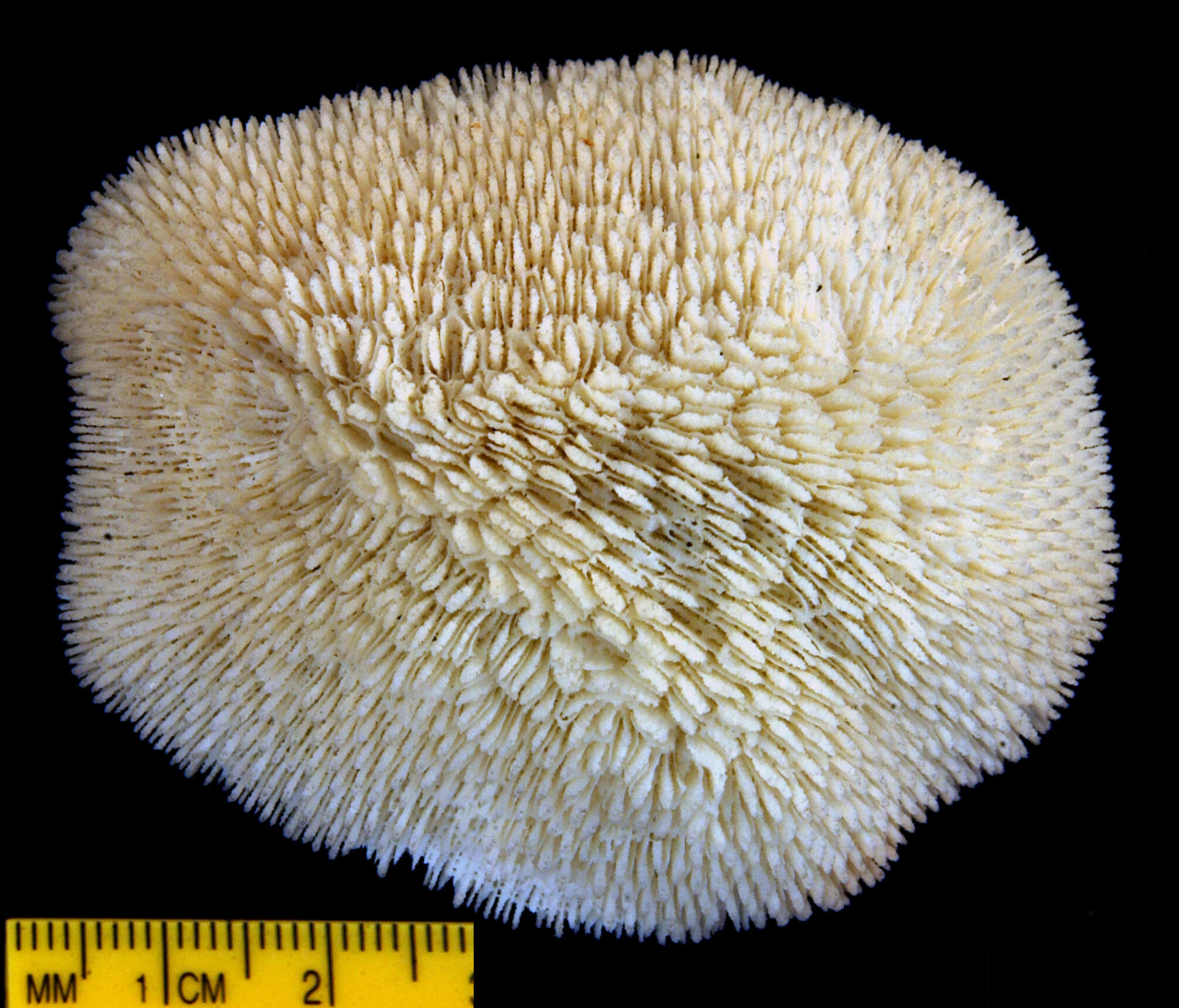 Image of Polyphyllia pileiformis Dana 1846