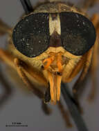 Image of Dichelacera caloptera Hine 1920