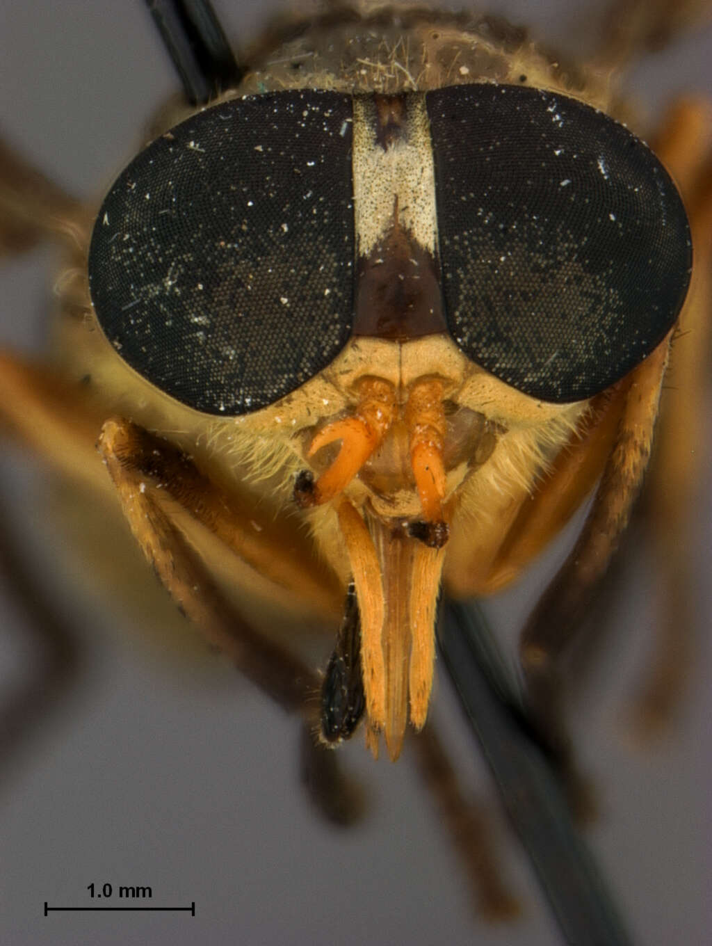 Image of Dichelacera caloptera Hine 1920