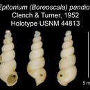Imagem de Epitonium pandion Clench & R. D. Turner 1952