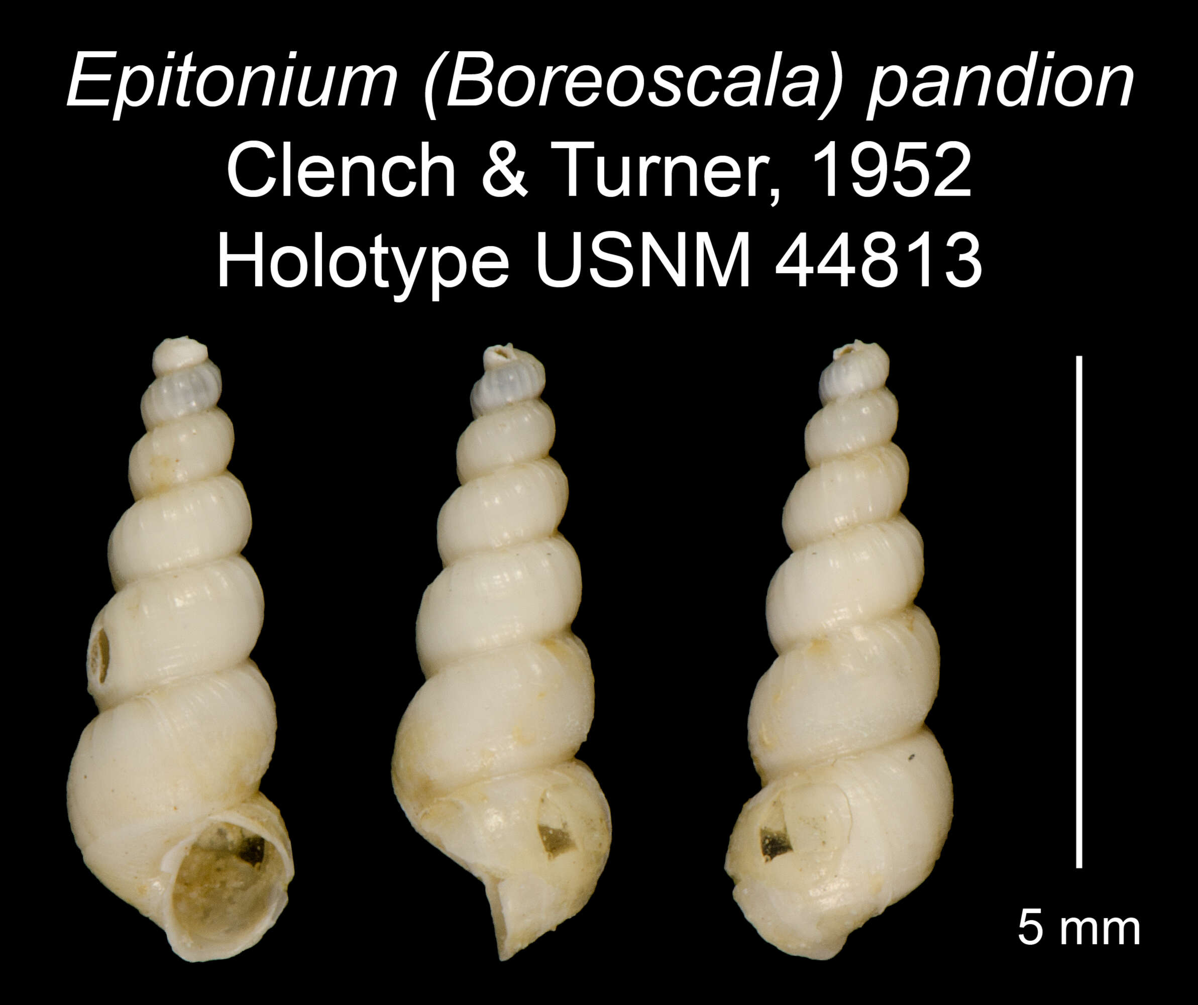 Image of Epitonium pandion Clench & R. D. Turner 1952