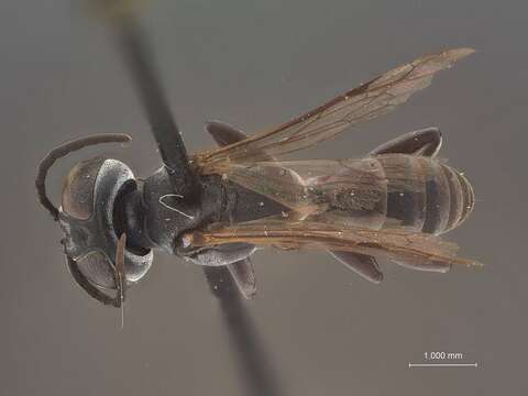 Image of Liris similis Krombein & Shanks Gingras 1984