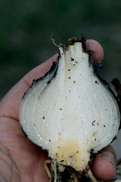 Image of Hippeastrum reginae (L.) Herb.