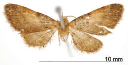 Image of Eupithecia rufa Schaus 1913