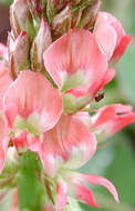 Слика од Indigofera hendecaphylla Jacq.