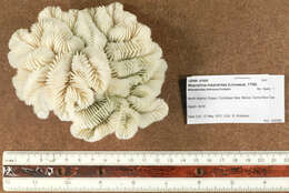 Image of Maze Coral