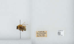 Imagem de Bombus diversus Smith 1869