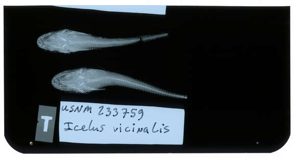 Слика од Icelus euryops Bean 1890