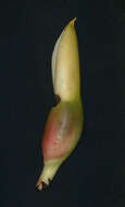 Image of giant philodendron